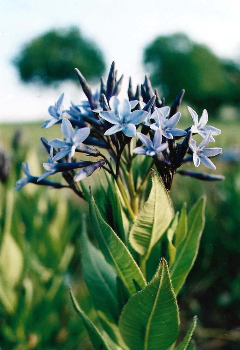 Amsonia orientalis photo 5