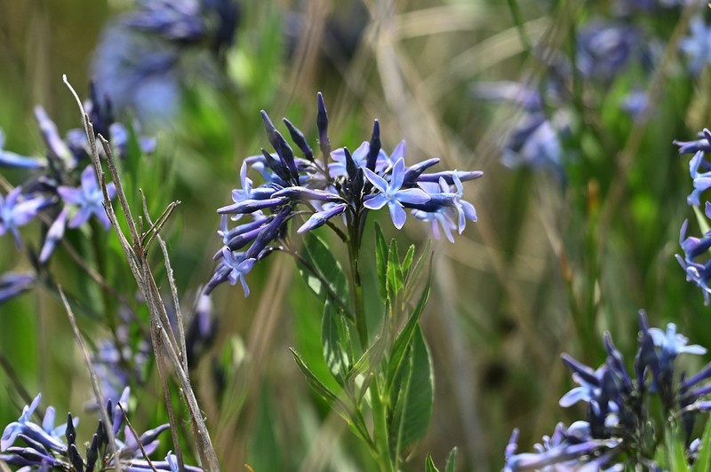 Amsonia orientalis photo 6
