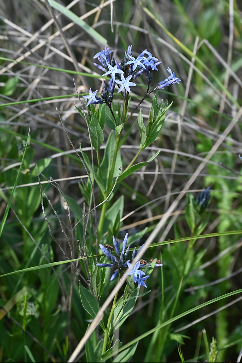 Amsonia orientalis photo 7