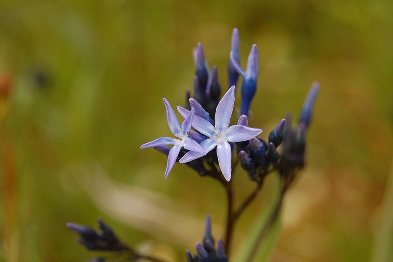 Amsonia orientalis photo 8