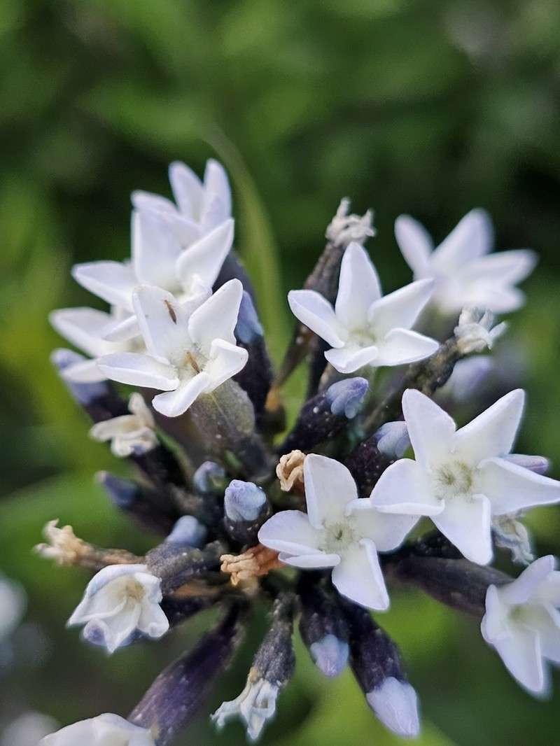 Palmer's Bluestar photo 3