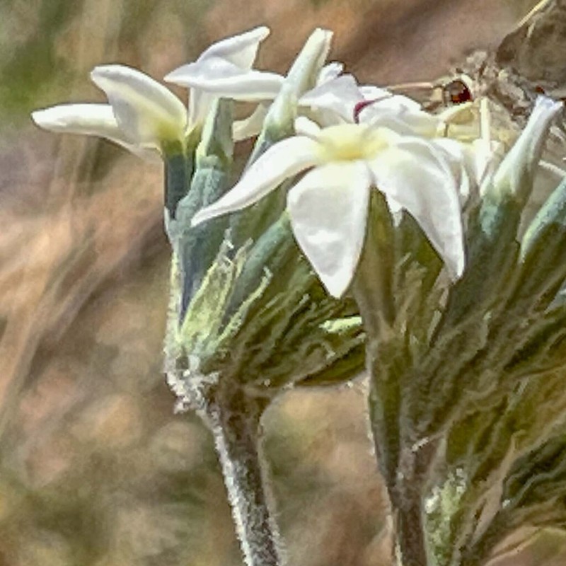 Palmer's Bluestar photo 4