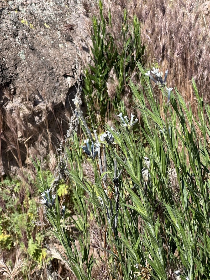 Palmer's Bluestar photo 6