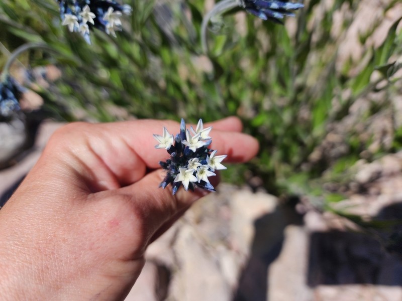 Palmer's Bluestar photo 7