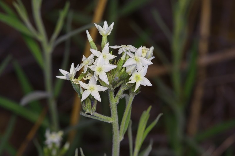 Palmer's Bluestar photo 8