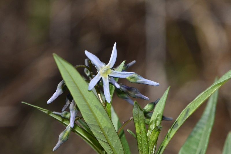 Stiff Bluestar