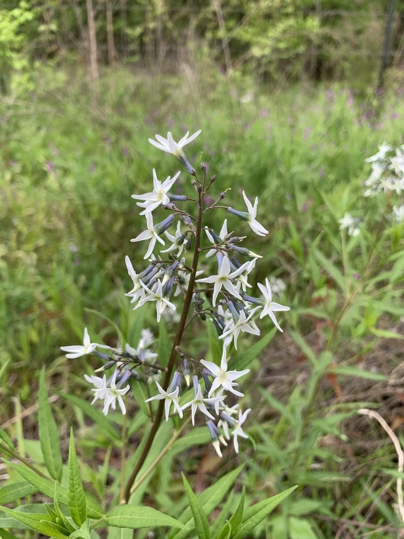 Stiff Bluestar photo 2