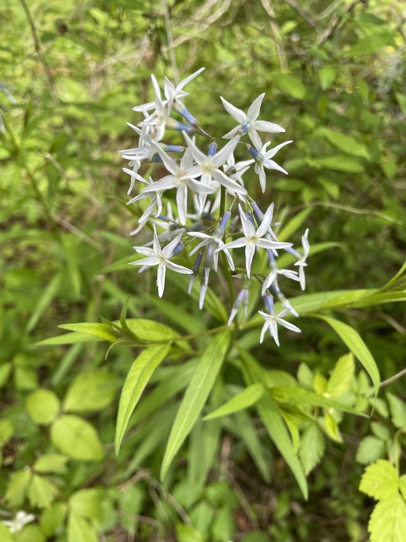 Stiff Bluestar photo 5