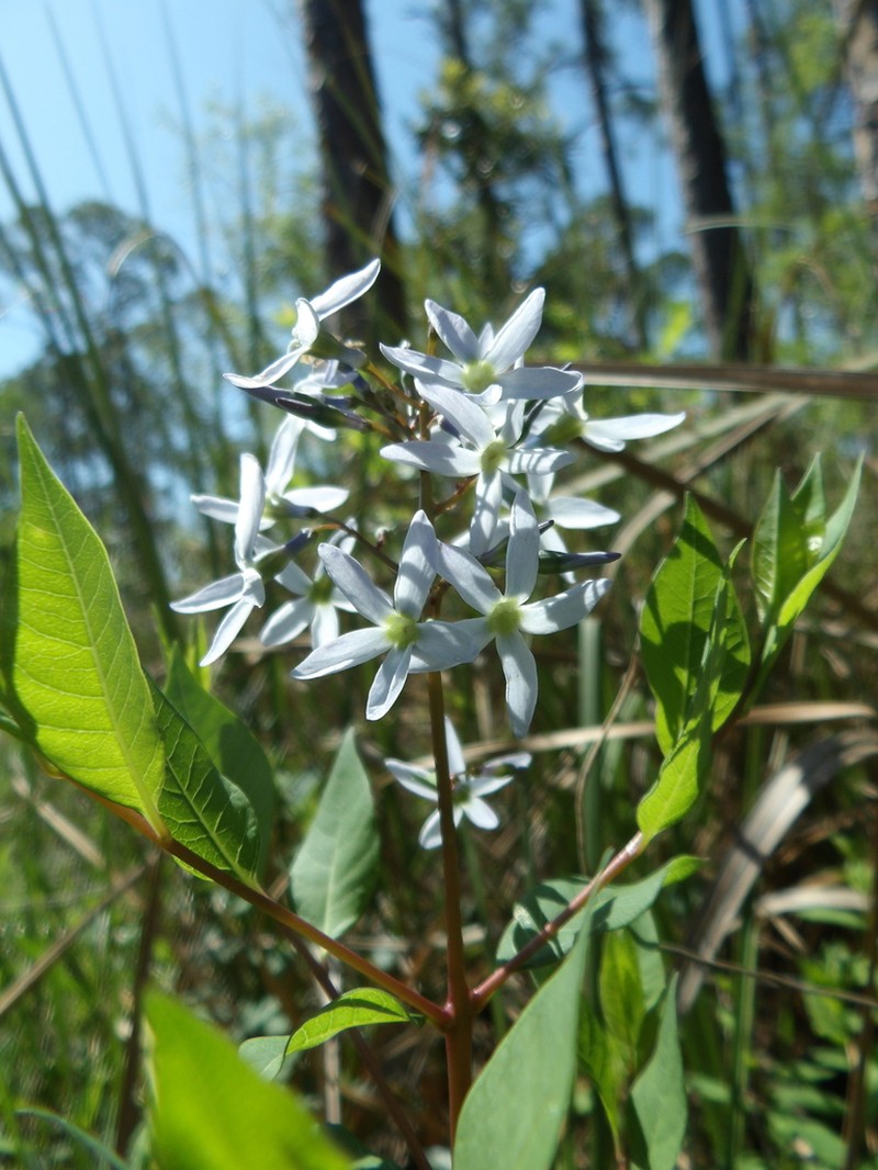 Stiff Bluestar photo 7