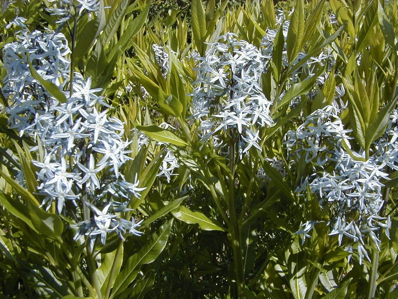 Eastern Bluestar
