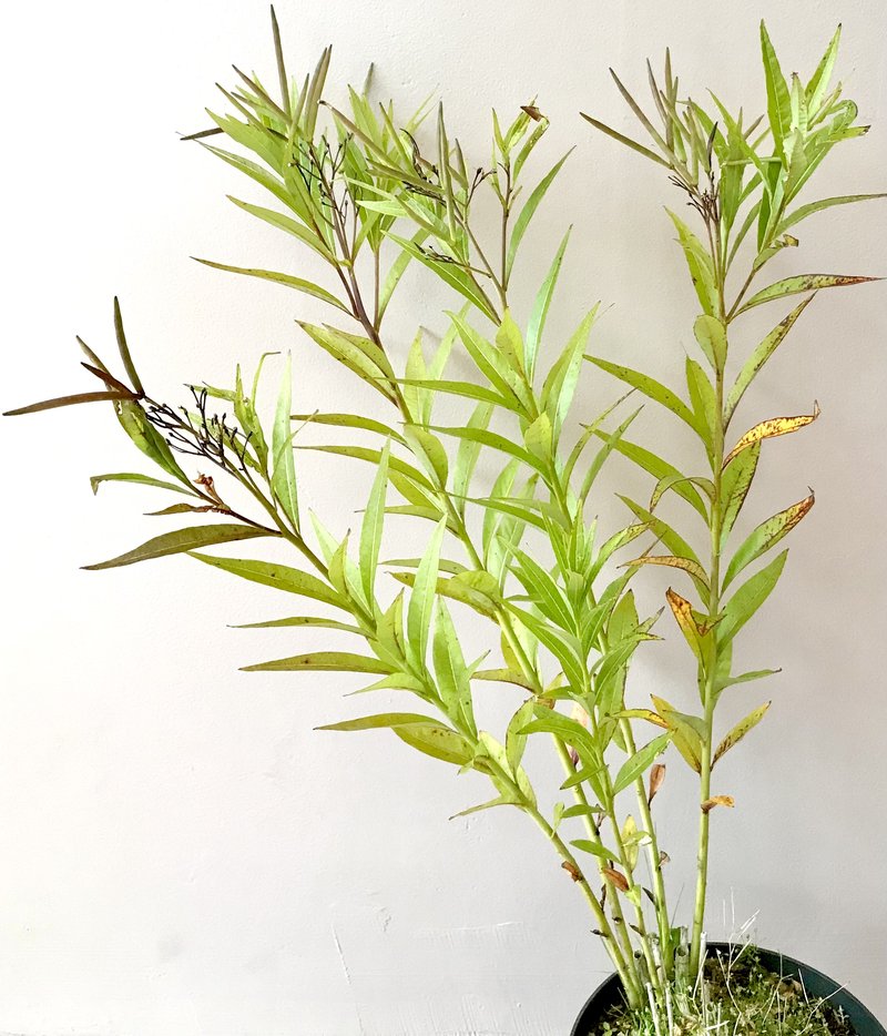 Eastern Bluestar photo 2