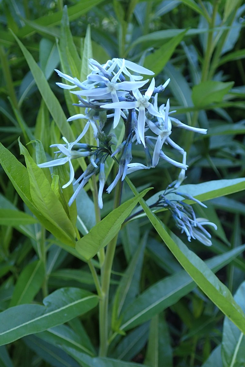 Eastern Bluestar photo 3