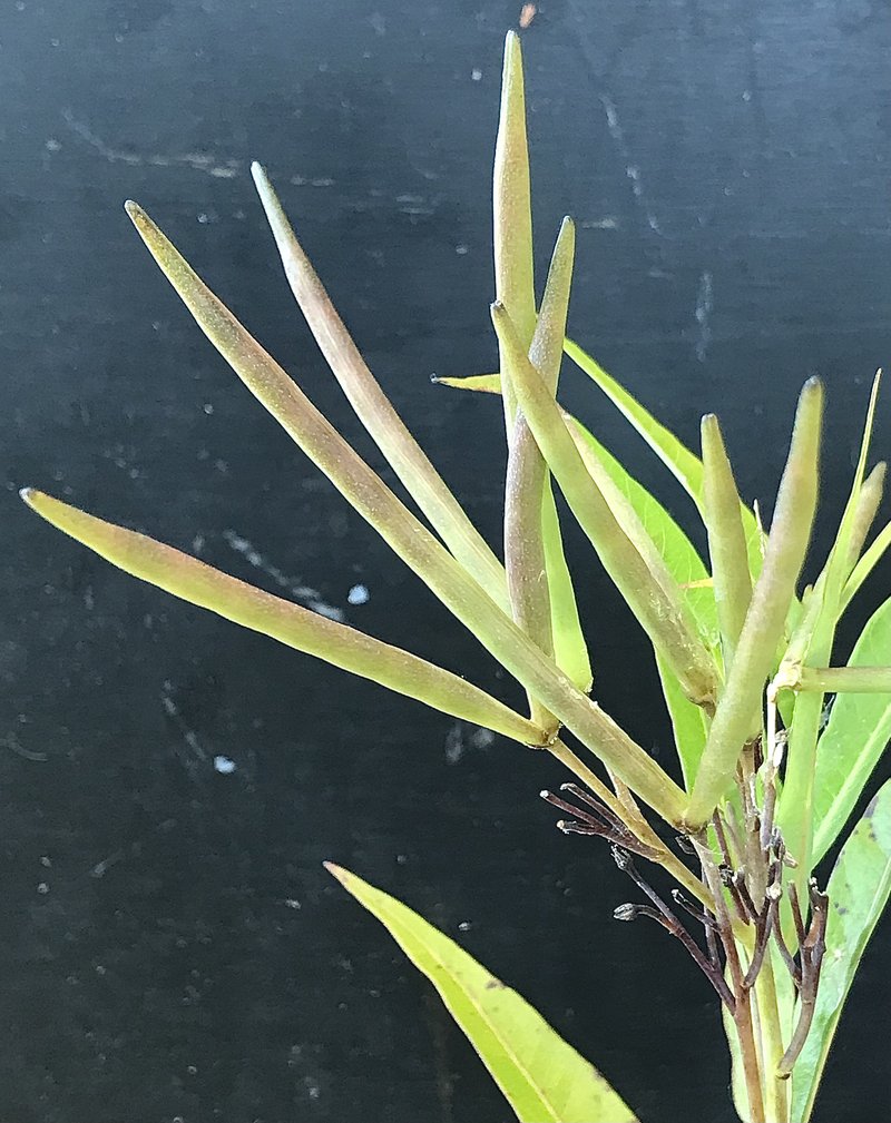 Eastern Bluestar photo 4