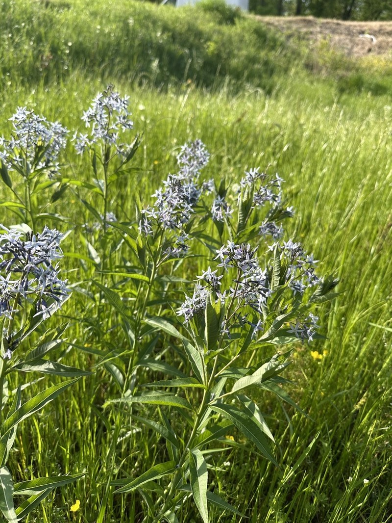 Eastern Bluestar photo 8