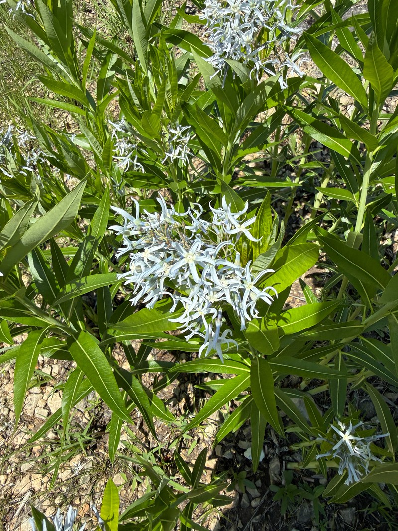 Ozark Bluestar