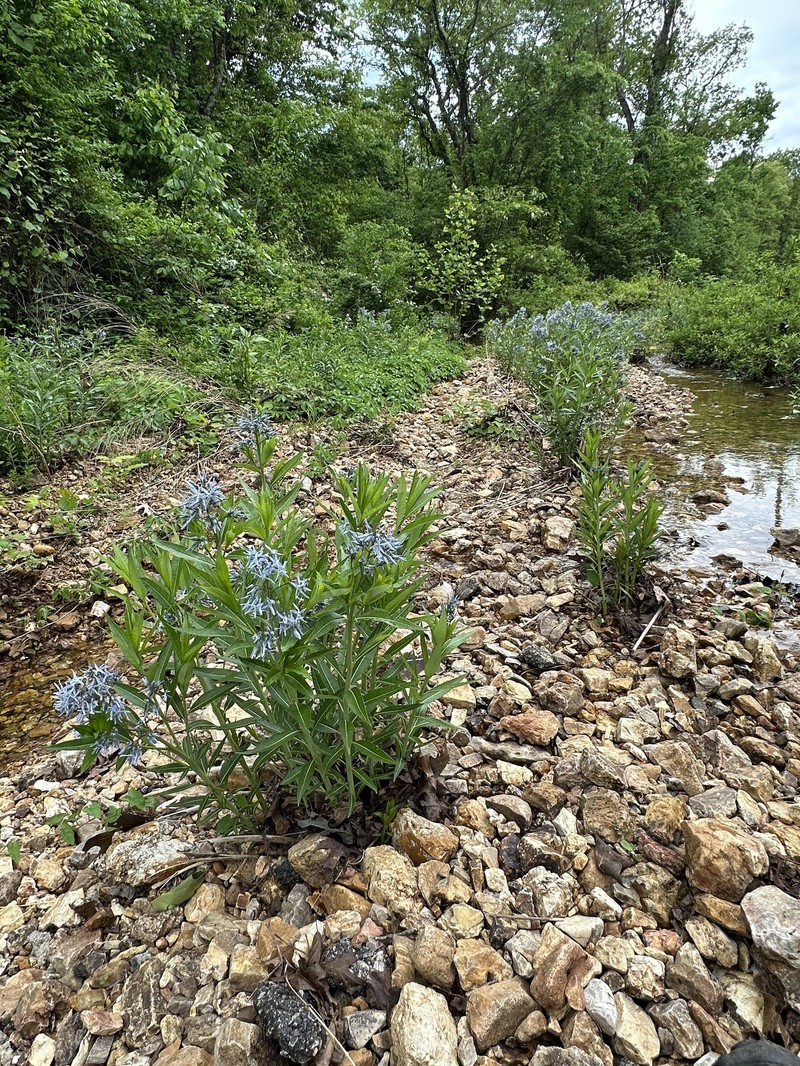 Ozark Bluestar photo 2