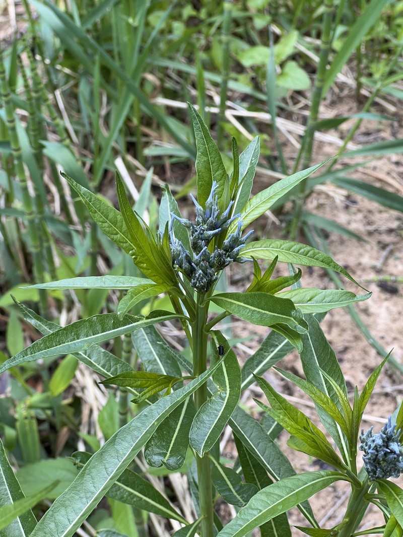 Ozark Bluestar photo 3