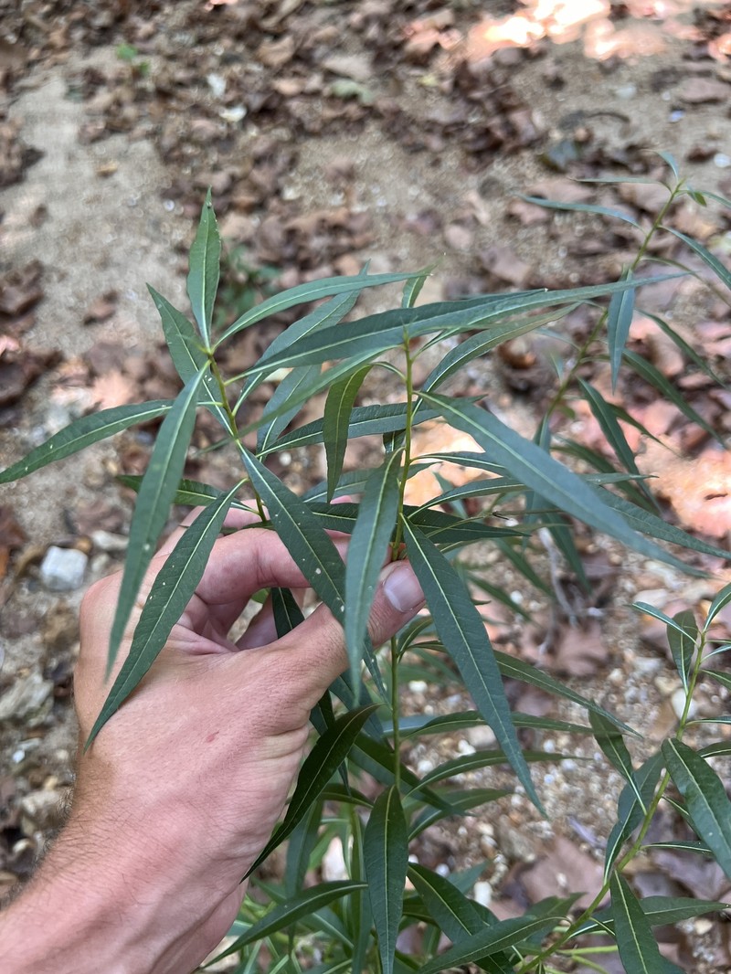 Ozark Bluestar photo 6