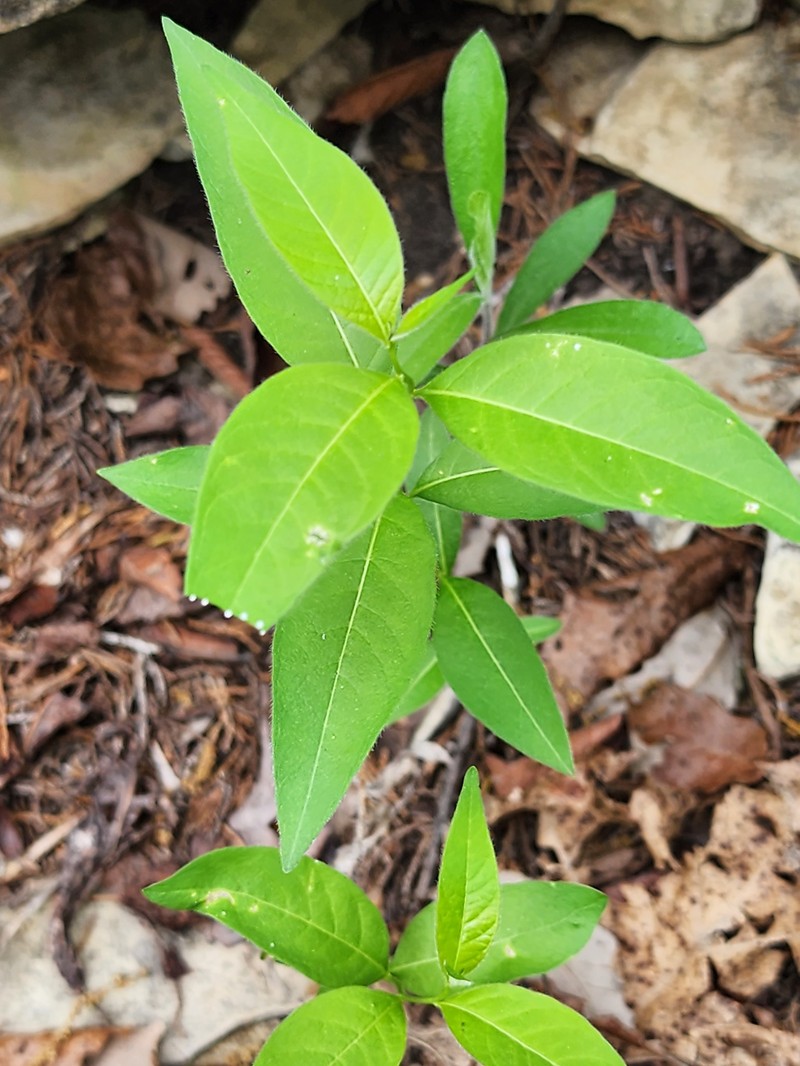Ozark Bluestar photo 7
