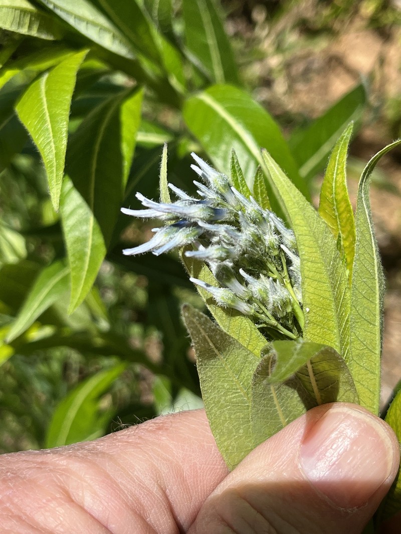 Ozark Bluestar photo 8