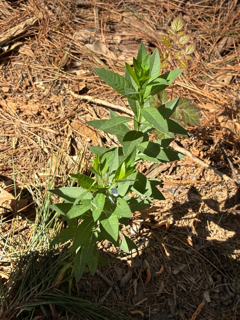 Creeping Bluestar photo 3