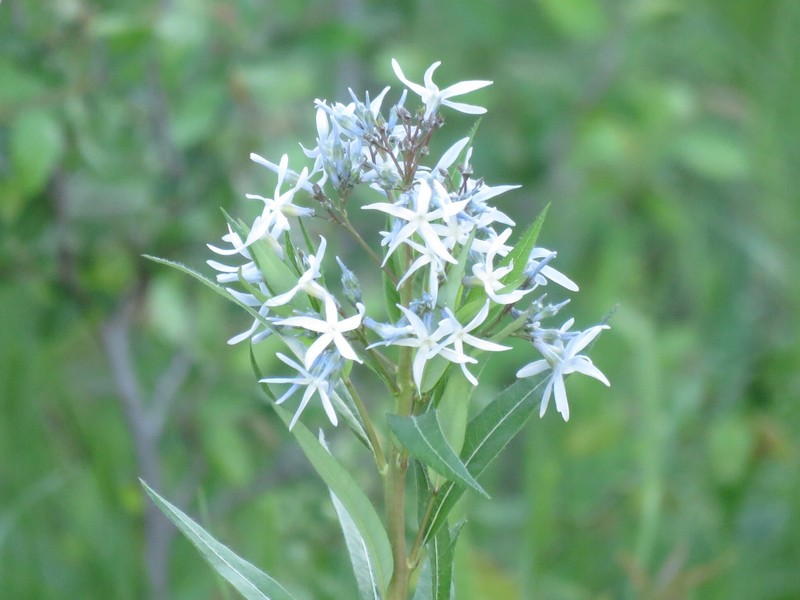 Creeping Bluestar photo 4
