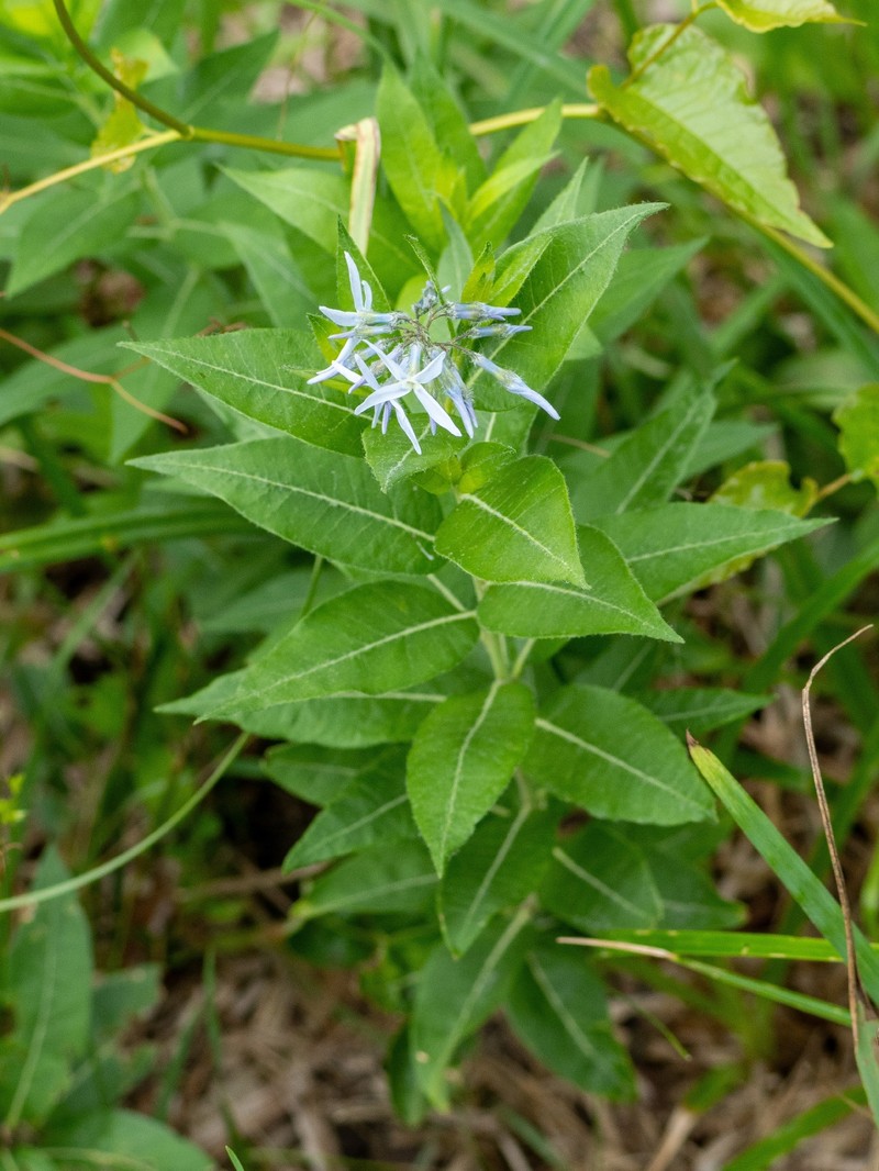 Creeping Bluestar photo 5
