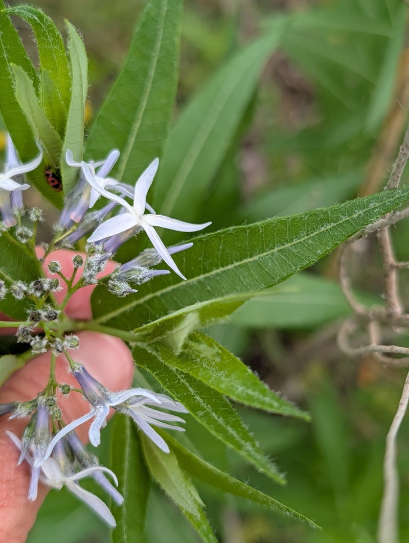 Creeping Bluestar photo 6