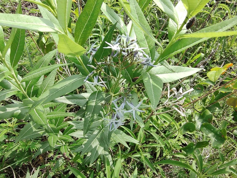 Creeping Bluestar photo 7