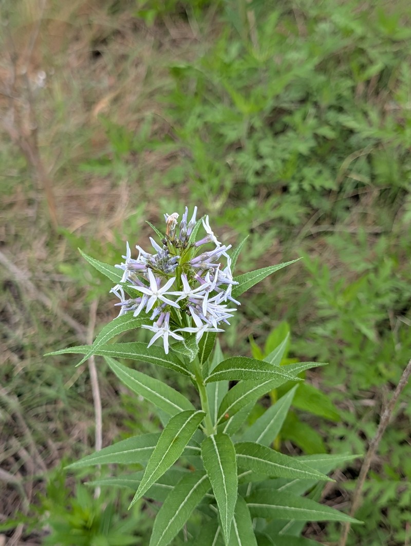 Creeping Bluestar photo 8