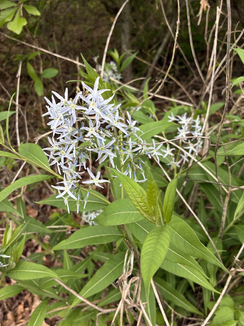 Amsonia tabernaemontana var. salicifolia