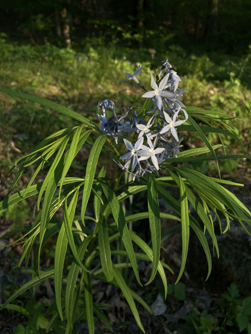 Amsonia tabernaemontana var. salicifolia photo 2