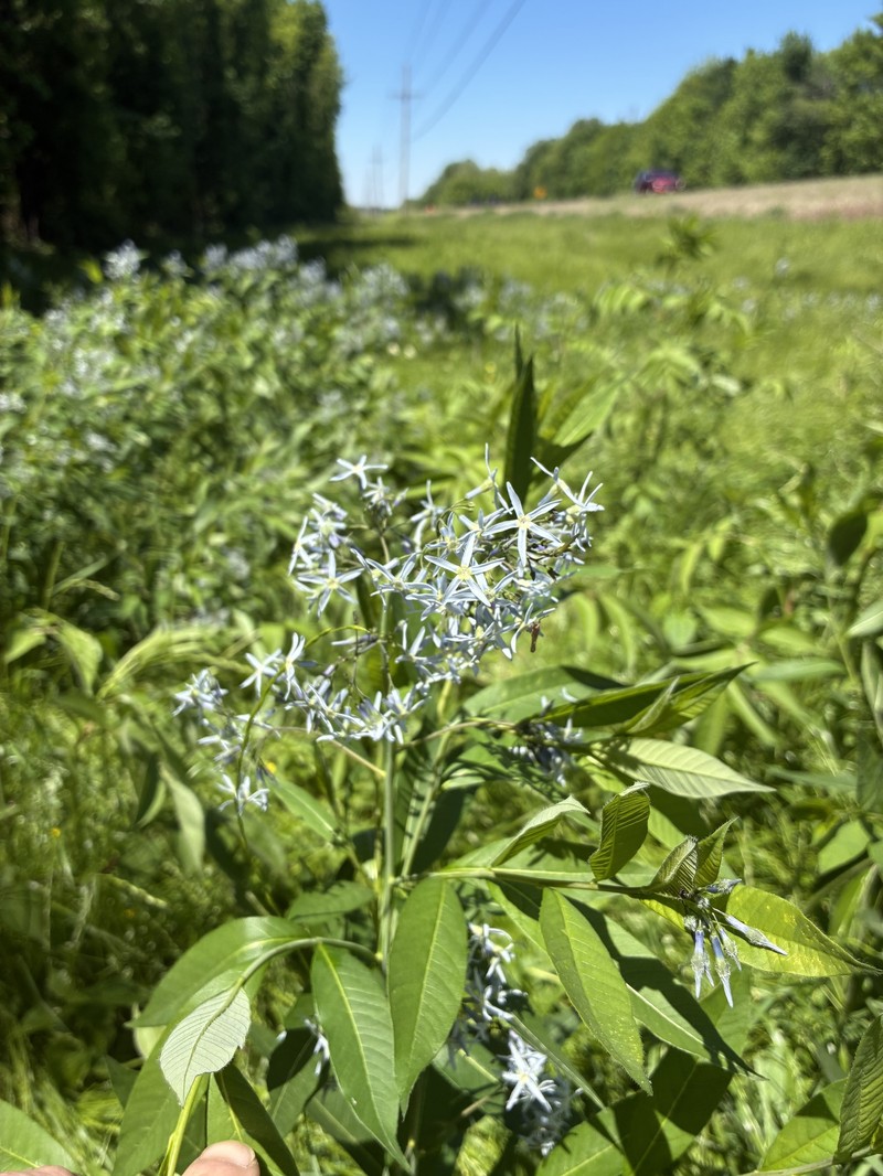 Amsonia tabernaemontana var. salicifolia photo 3