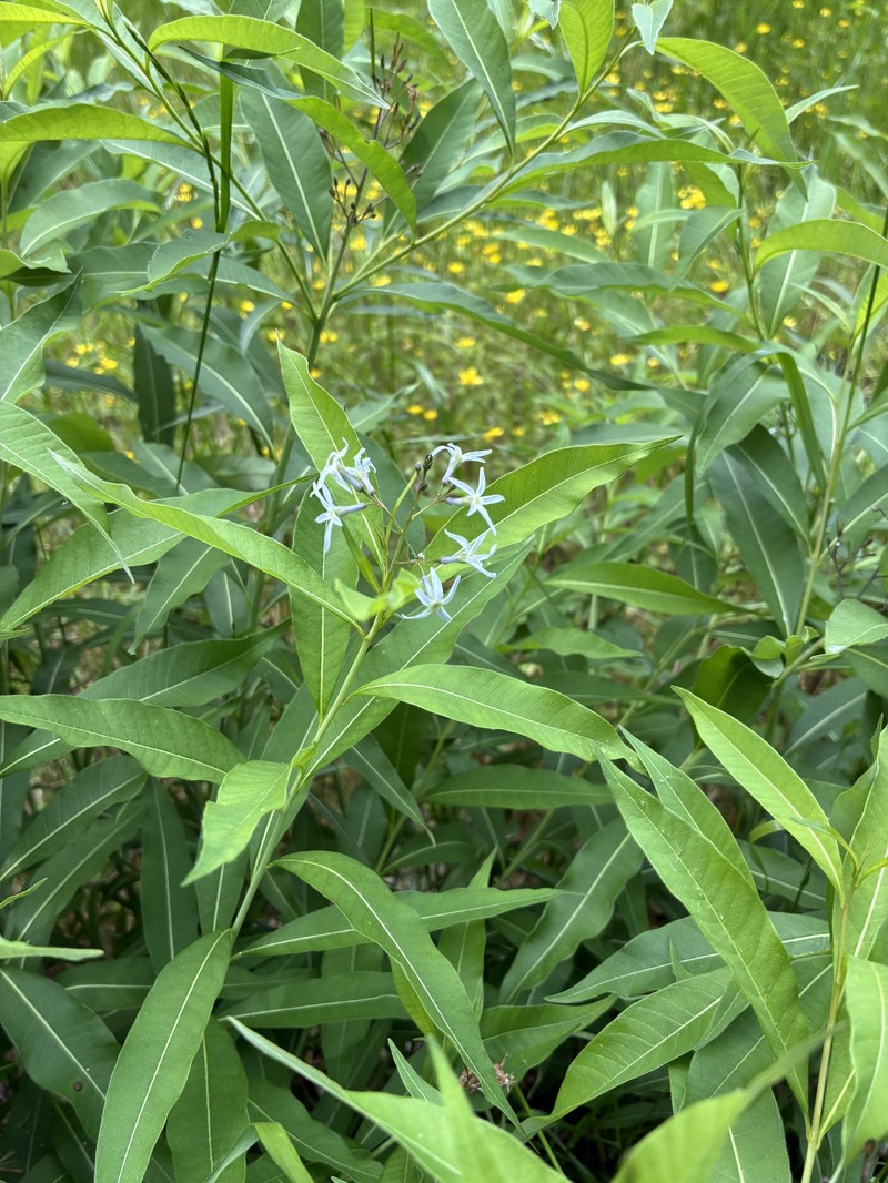 Amsonia tabernaemontana var. salicifolia photo 4