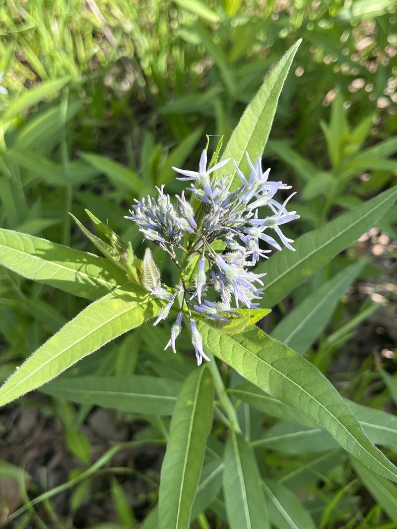 Amsonia tabernaemontana var. salicifolia photo 5