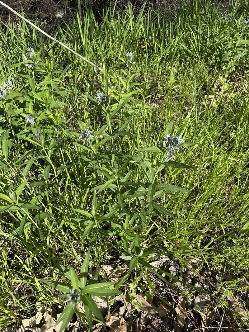 Amsonia tabernaemontana var. salicifolia photo 6
