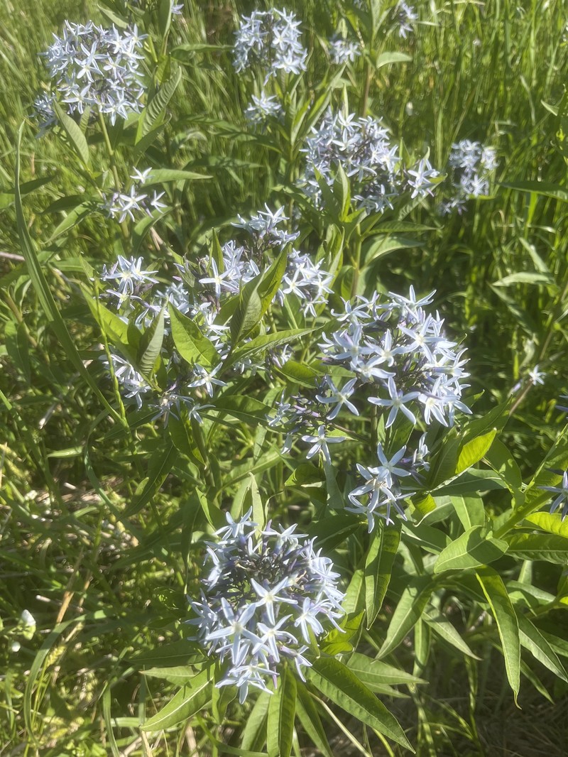 Amsonia tabernaemontana var. salicifolia photo 7