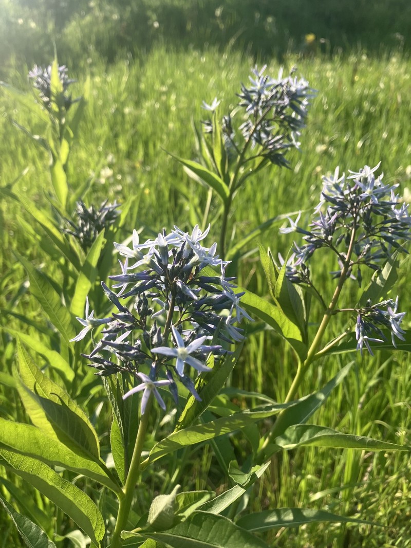 Amsonia tabernaemontana var. salicifolia photo 8