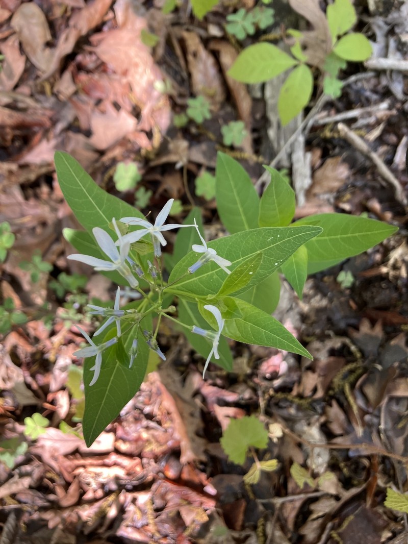 Amsonia tabernaemontana var. tabernaemontana