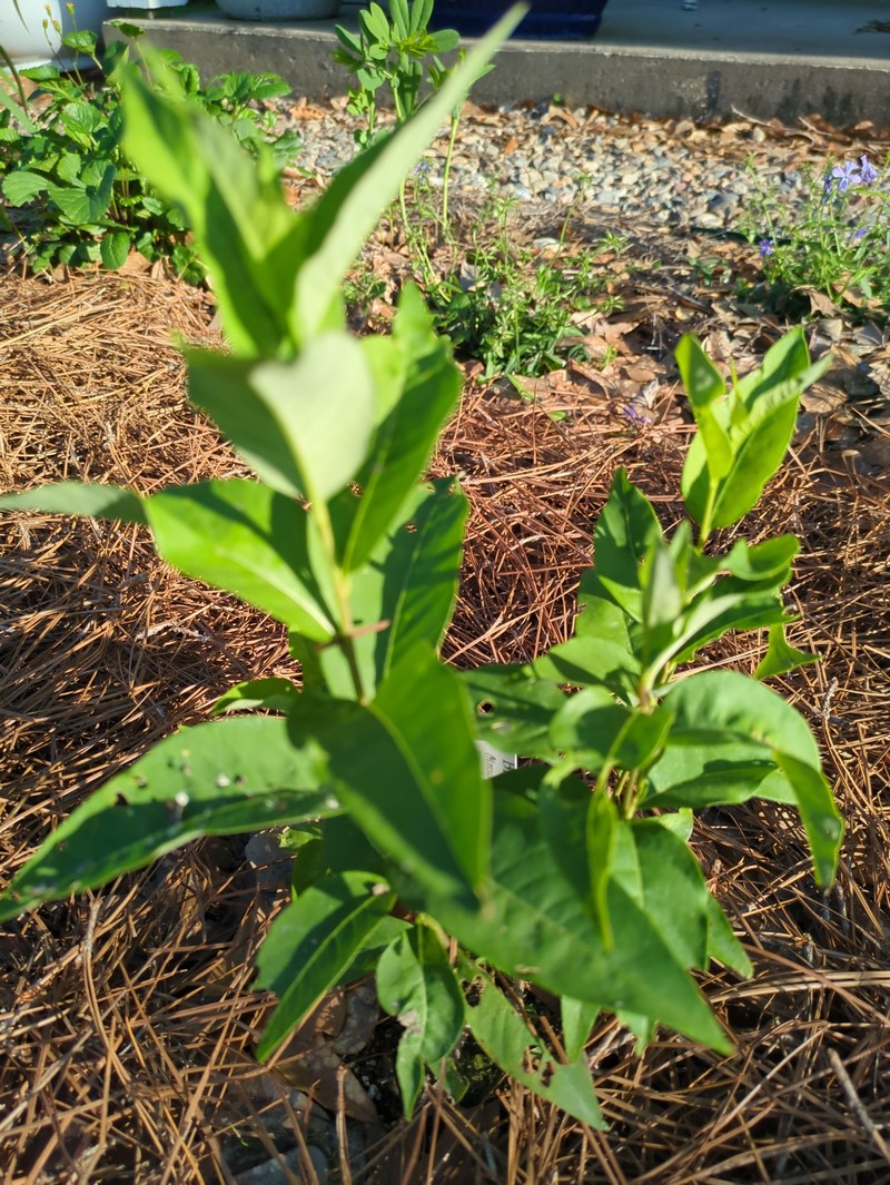 Amsonia tabernaemontana var. tabernaemontana photo 2