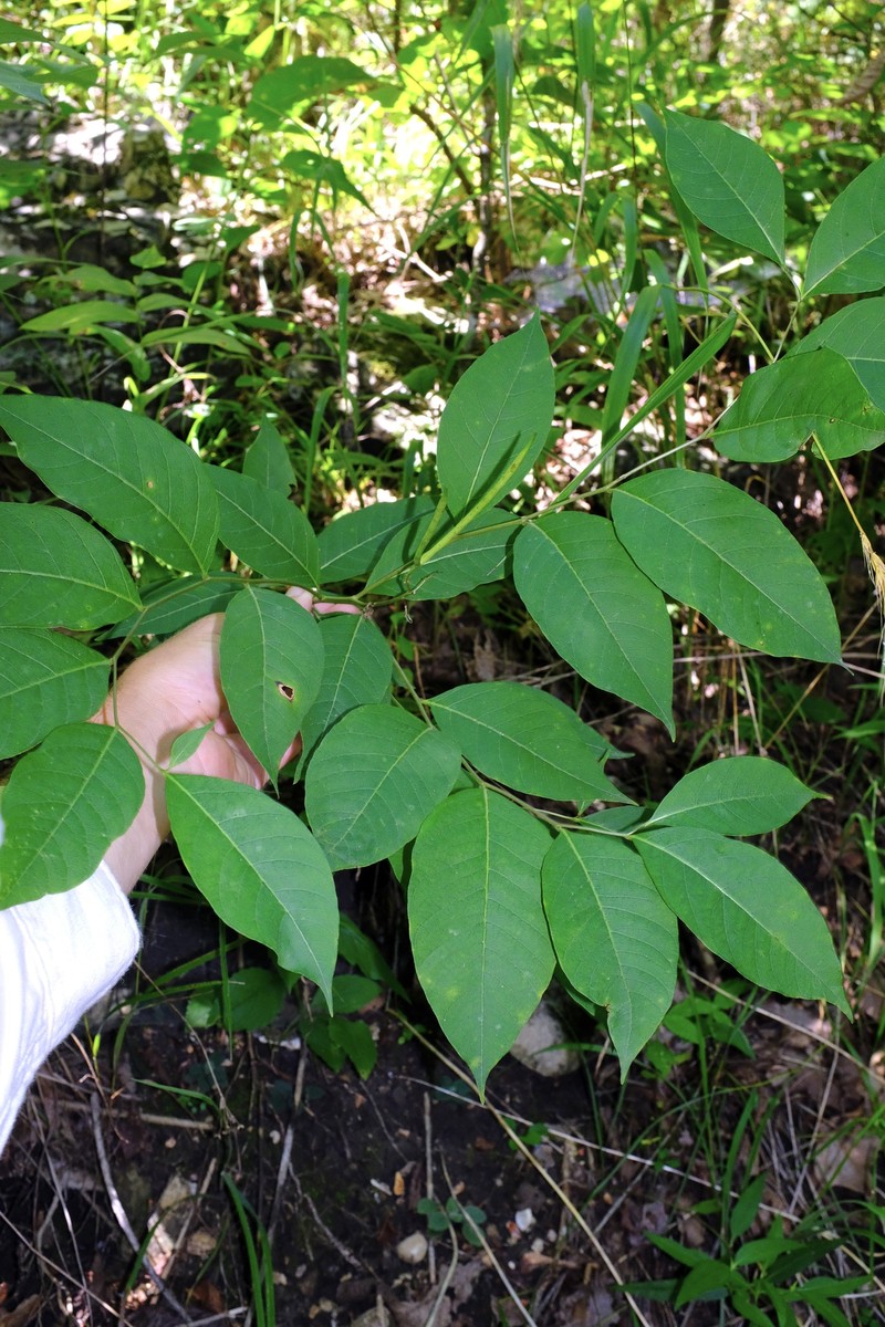 Amsonia tabernaemontana var. tabernaemontana photo 3