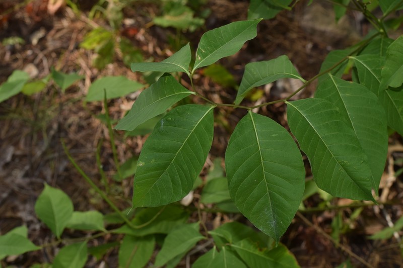 Amsonia tabernaemontana var. tabernaemontana photo 4
