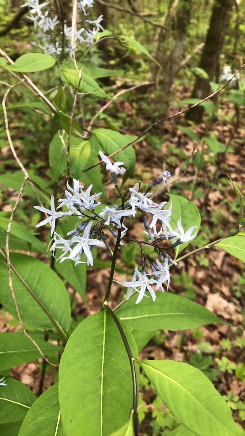 Amsonia tabernaemontana var. tabernaemontana photo 5