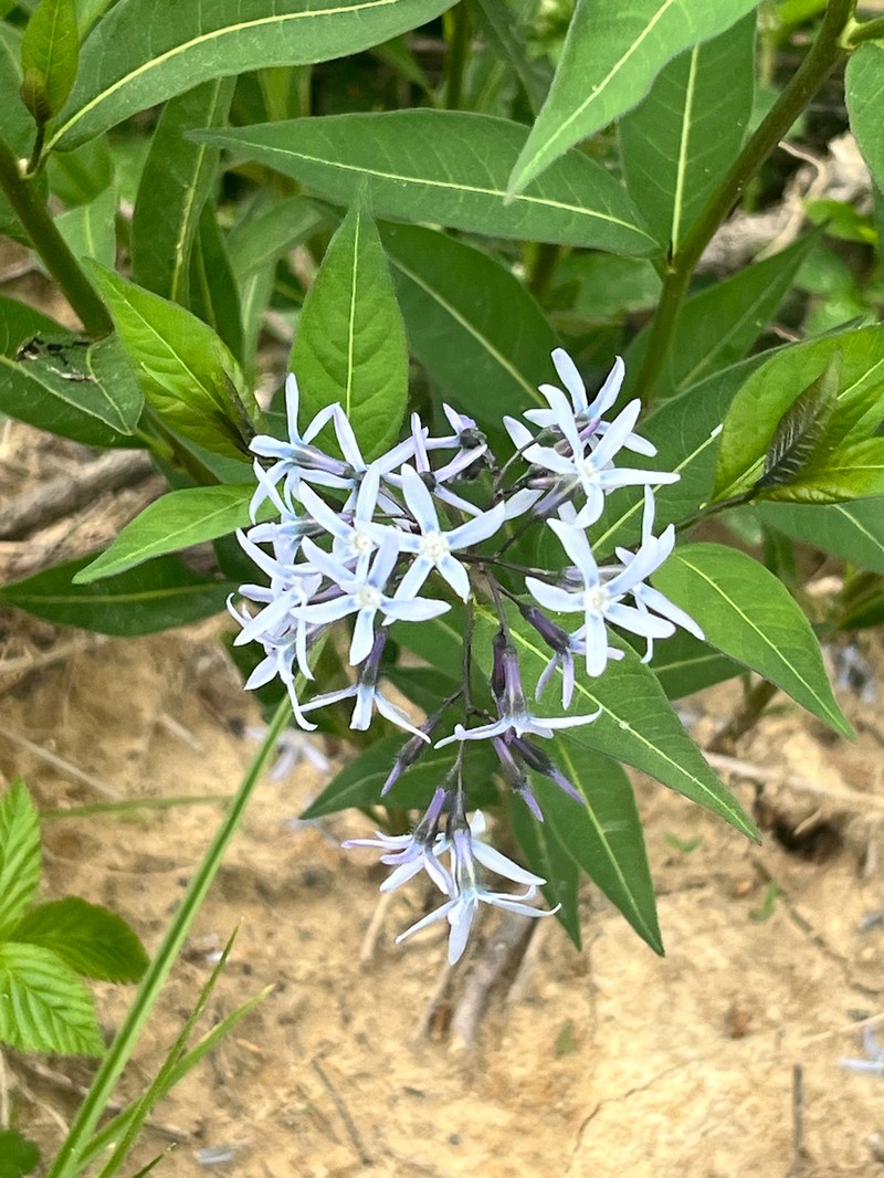 Amsonia tabernaemontana var. tabernaemontana photo 6
