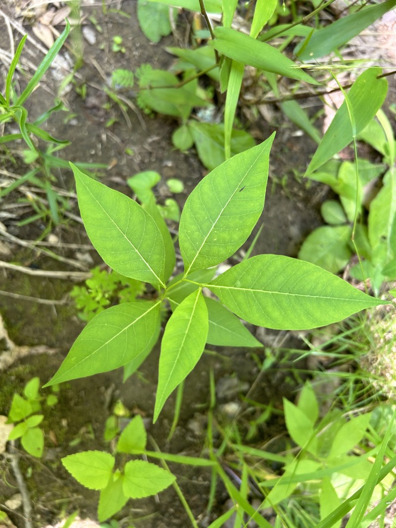 Amsonia tabernaemontana var. tabernaemontana photo 7