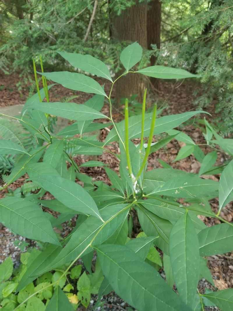 Amsonia tabernaemontana var. tabernaemontana photo 8