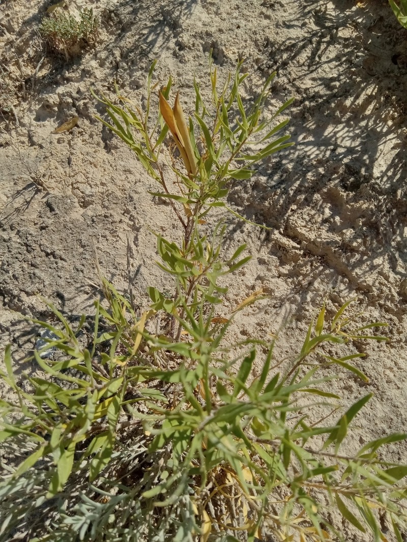 Feltleaf Bluestar