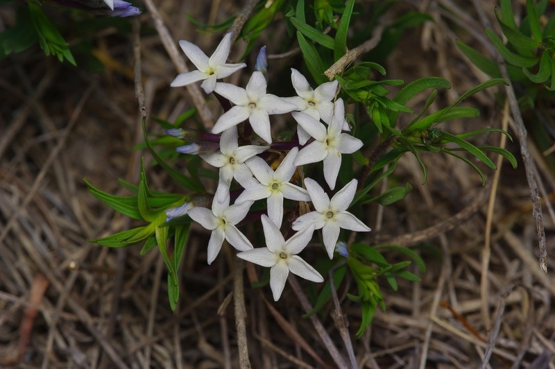 Feltleaf Bluestar photo 6