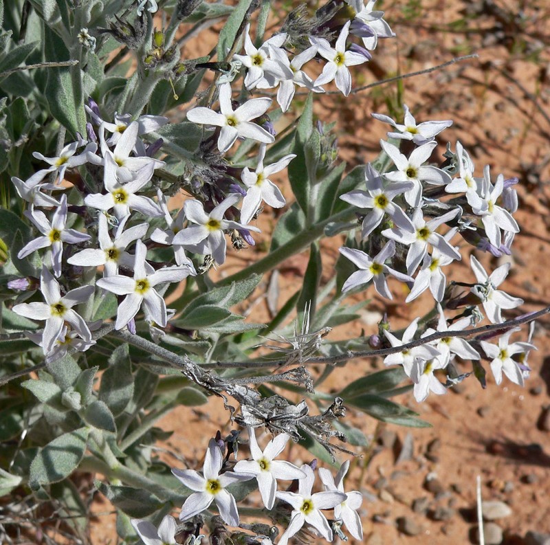 Woolly Bluestar