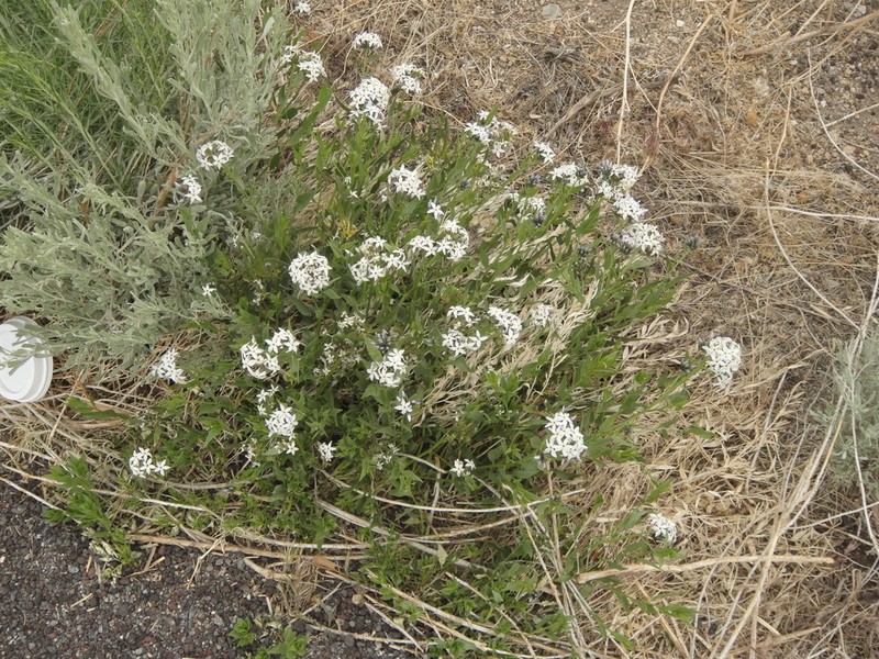 Woolly Bluestar photo 2